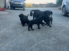 Stunning litter of puppies