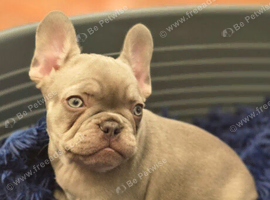 Beautiful French bulldog puppies