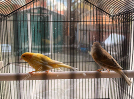 FEMALE AND MALE WITH CAGE