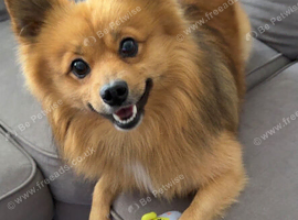 Pomeranian male