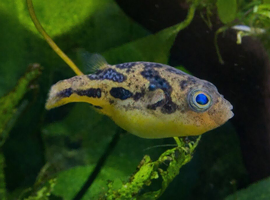 5x bonded pea puffers & Juvie BN pleco