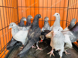 Pigeons Pakistani highflying