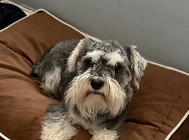 Beautiful Miniature Schnauzer Puppies