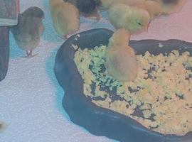 Button quail
