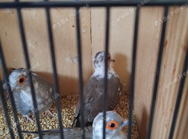 Diamond doves