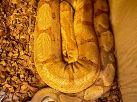 Proven female sunset blood