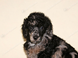 Health tested miniature poodle puppies