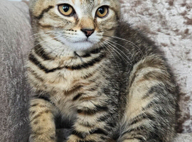 British blue cross female PRICE REDUCED