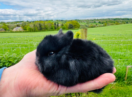 Various Colour Netherland Dwarfs available
