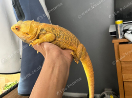 Yellow hypo