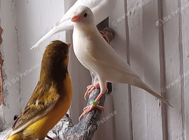 Canaries x4