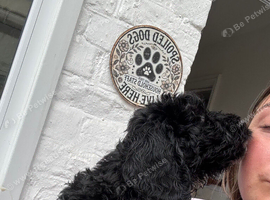 F1 Male Cockapoo