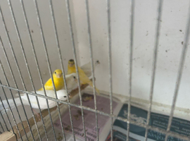Canaries