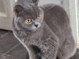Lovely British Shorthair  Female