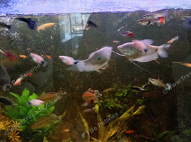 Mixed lot of tropical fish
