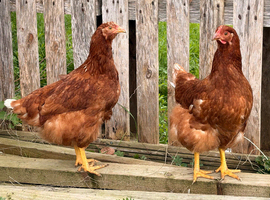 Brown Hens just starting to  Lay