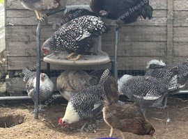 Point of Lay Pure breed female chickens