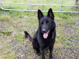 4 black German shepherd puppys kc registered