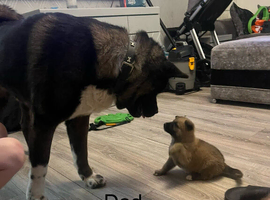 Proven American Akita stud