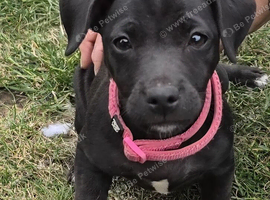 Patterdale terriers patterdale x jack russel