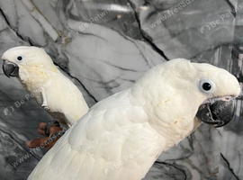 Friendly HandReared Super Tame Cuddly Umbrella Cockatoo Parrot,28