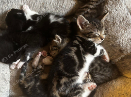 5 beautiful kittens looking for their new homes ready in 2 weeks
