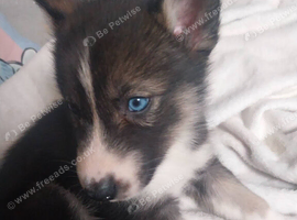 4 shollie puppies