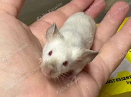 Baby fancy male mice for sale