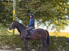 4 year old 16hh mare