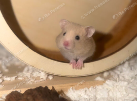 6 week old female Syrian