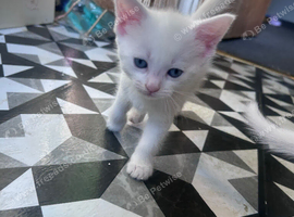 Kittens ready to go