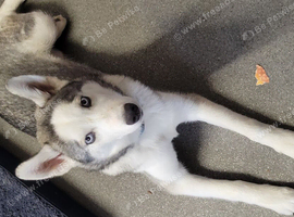 Beautiful boy husky