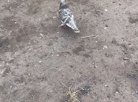 Pigeons