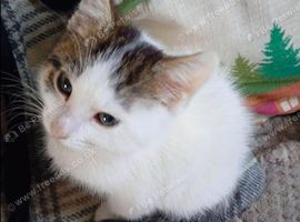 Gorgeous female kitten