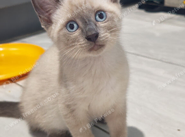Ragdoll x sphynx last boy left