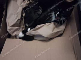 1 year old female cat