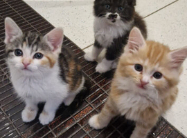 Gorgeous  kittens