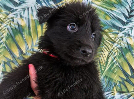 Beautiful puppies german shepherds