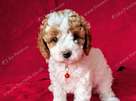 Beautiful Cavapoo Puppies Looking for Loving Homes