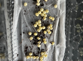 50 RODATZI GIANT AFRICAN LAND SNAILS EGGS