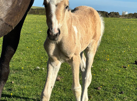 A beautiful sports horse x filly foal. Dun and white