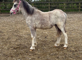 Welsh sec a yearling colt
