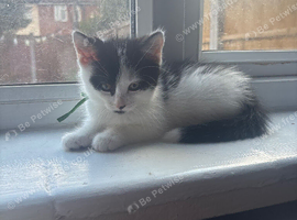 3 gorgeous kittens ** Ready now **