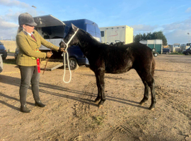 STEEL GREY YEARLING NEW FOREST COLT