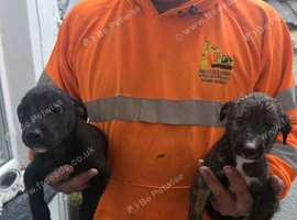Beddy greyhound pups