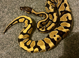Baby yellowbelly ball python & full set up