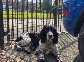 Gorgeous cocker spaniel puppies