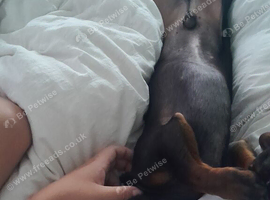 Male dacshund
