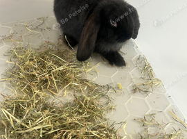 Beautiful French lop bunnies