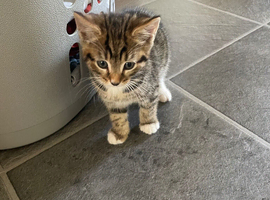 Two tabby kittens for sale
